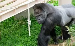 【東山動物園】話題のイケメンゴリラに会える！アクセス＆料金も◎