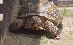 【姫路市立動物園】サクッと楽しむ！2019年の見どころをチェック♪