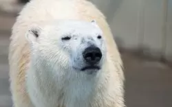 【2020】釧路市動物園が熱い！人気のベールをひも解く☆