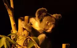 【2019】夜の動物園に大興奮！関東の夜も楽しめる動物園5選♪