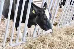 【北海道】美味しい牛乳に出会う♡牛とのふれあい体験・工場見学も！