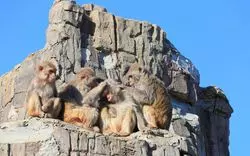 【2019】周南市徳山動物園を遊び尽くす！徹底ガイド決定版