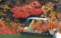 【吉祥寺】2020年紅葉を見るなら吉祥寺「井の頭公園」に決まり！