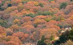 小豆島の人気紅葉スポット！「寒霞渓」で絶景を堪能しましょう♡