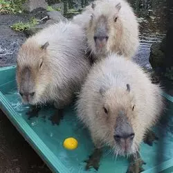 大宮公園小動物園でデート！動物に癒されるまったりデートプラン♡
