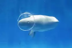 島根の人気水族館「しまね海洋館アクアス」を紹介！魅力を徹底解剖♪