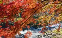 【青梅周辺】おすすめ紅葉スポット7選！東京とは思えない絶景が♡