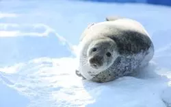 【帯広×動物園】北海道で唯一ゾウのいる動物園の魅力をご紹介！