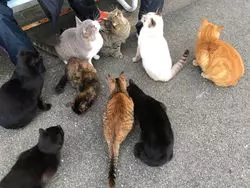 猫好きさん必見！福岡市内から日帰りで猫だらけの島へ出かけよう♪