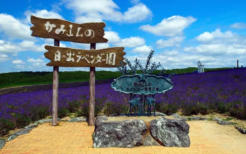 M26 ラベンダー畑/富良野/北海道/日本の風景/アートパネル 善 M26 ラベンダー畑/富良野/北海道/日本の風景/アートパネル 善