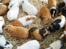 【東京】動物との距離が近い！おしゃれな街の動物園に行こう