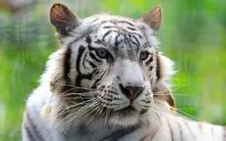 【2019】鹿児島市平川動物公園が丸わかり！楽しみ方を提案♪