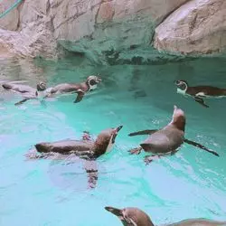 長崎で可愛さに癒される！ペンギンに会いに行こう♡