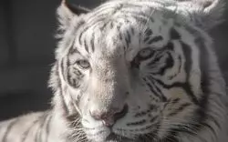 東武動物公園のチケット別入園料を徹底解説！お得な割引方法も紹介♪