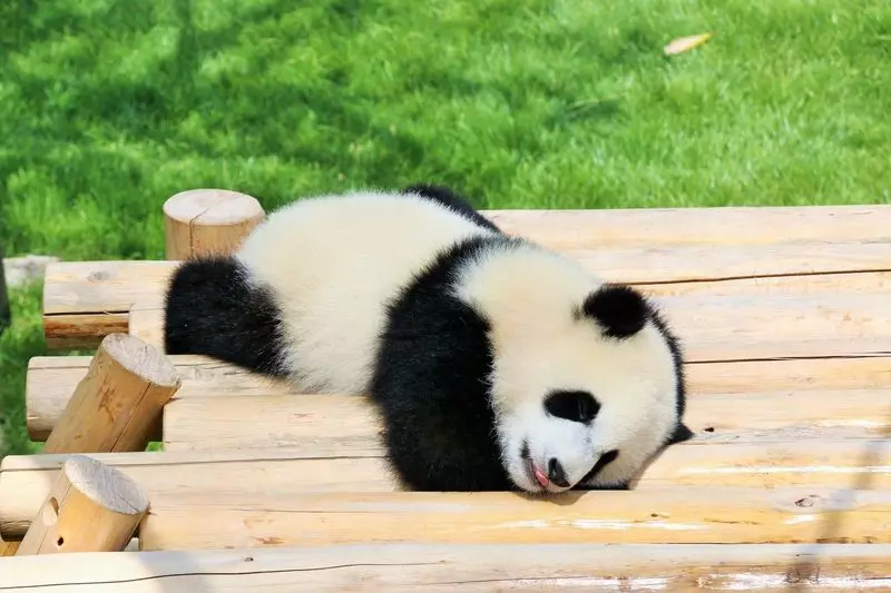【関西・和歌山】子供と一緒に遊園地も動物園も水族館も！「アドベンチャーワールド」 1枚目