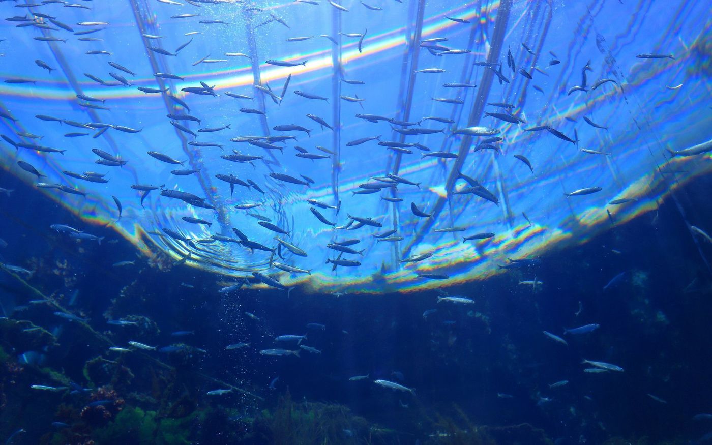 いわきで行くべき水族館「アクアマリンふくしま」の魅力をたっぷり♡の画像