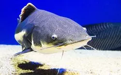 「さいたま水族館」を大特集！見どころ押さえて1日中楽しもう◎