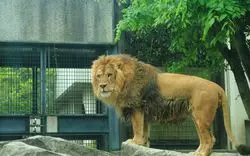 【いしかわ動物園】2019年人気急上昇中！希少動物にも会える♪