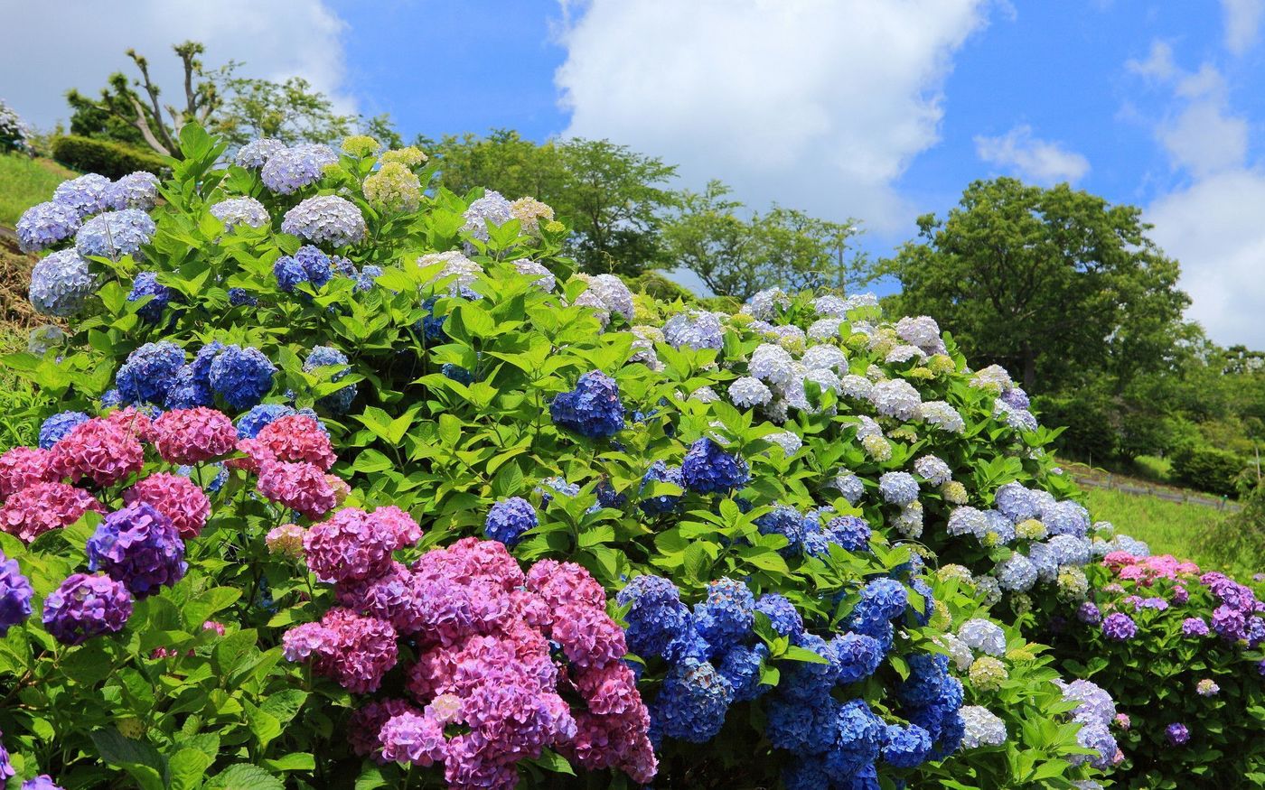 【インスタ映え】マザー牧場の花は本当にきれい♡千葉の自然を満喫！の画像
