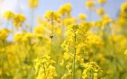 【インスタ映え】マザー牧場の花は本当にきれい♡千葉の自然を満喫！