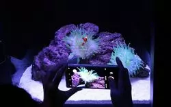押上の水族館！読めばきっと行きたくなる魅力的なすみだ水族館を紹介