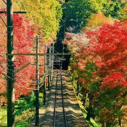 【2020年版】高尾山で紅葉を見よう！混雑状況や服装、見ごろまで