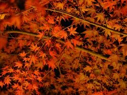 【東京】気分は屋外ナイトミュージアム！夜の紅葉を満喫しよう♡