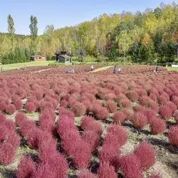 【北海道】紅葉が素敵！広大な土地に広がる自然を見に行こう