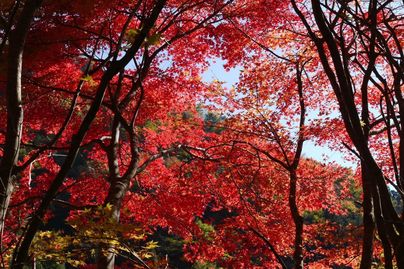 みかんだけじゃない！！愛媛の魅力的な観光地4選♪の画像