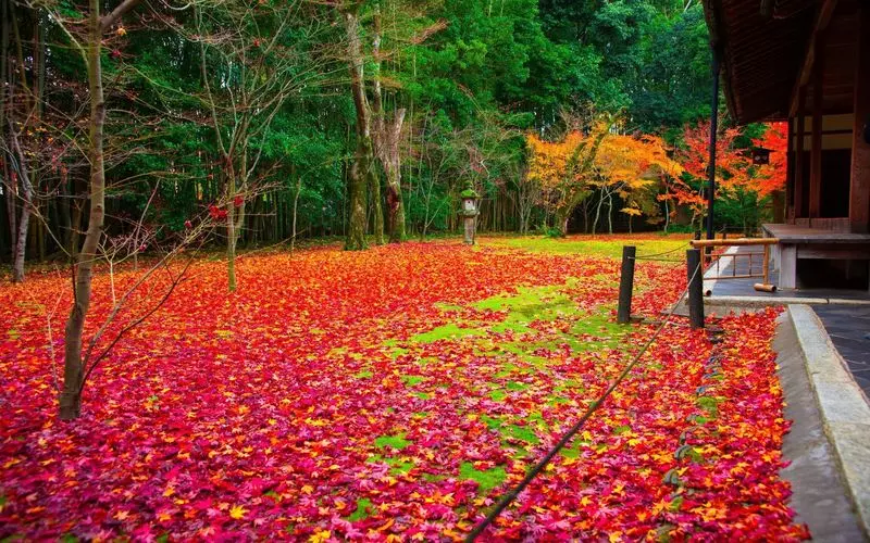 晩秋に現れる、紅葉のじゅうたん 1枚目