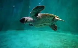四国の水族館で素敵な思い出作りを！県別おすすめ6選