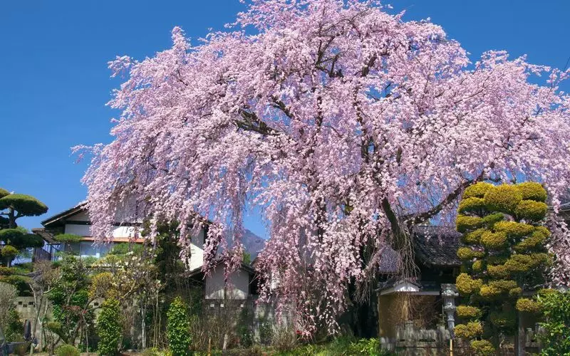 春の「紅しだれ桜」を見に行こう! 1枚目