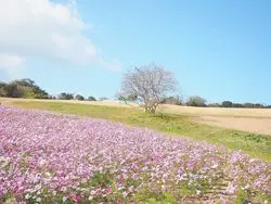 【兵庫】四季折々の美しいお花を見に行こう！淡路のお花畑3選