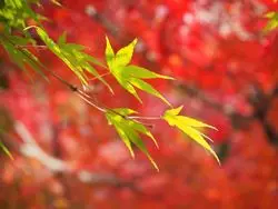 【岡山】日本三名園！岡山後楽園で紅葉狩り♡