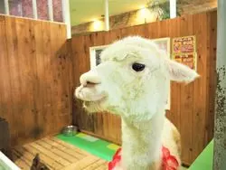 【大阪】遊園地だけじゃない♡室内型のふれあい広場「どうぶつハグハグたうん」