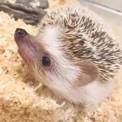 かわいい動物が大集合！湘南・江の島のペットカフェ♡