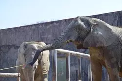 【埼玉】癒しを求めて♡東武動物公園へ動物に会いに行こう！