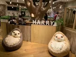 【横浜】都会を忘れる空間◎ハリネズミカフェで癒されよ♡