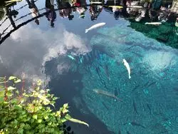 池の底まで透き通る絶景◎山梨「忍野八海」に行ってみた！