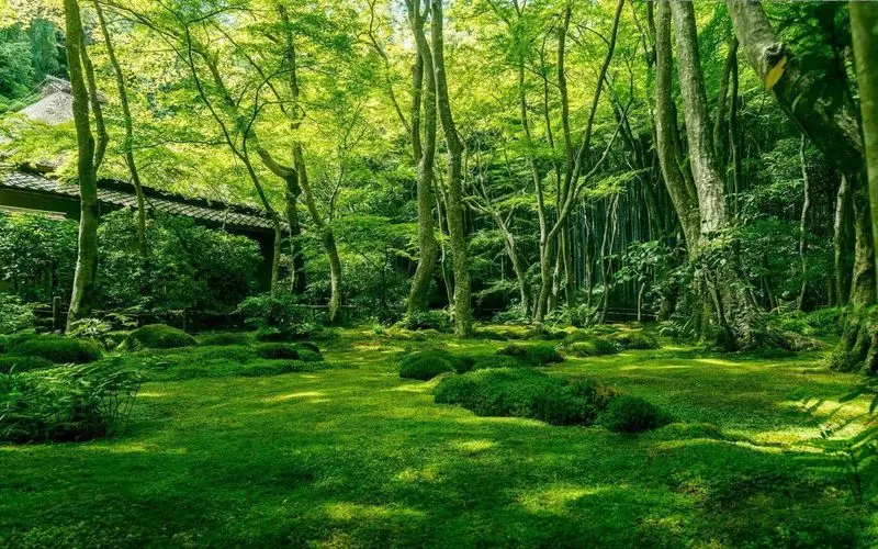 46. 『祇王寺』京都観光の穴場スポット!わびさびを感じられる寺院 2枚目