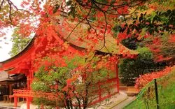 亀岡の紅葉で自然を味わう！ライトアップ情報もあわせて紹介