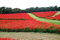 【兵庫県】秋のお花はいかが？淡路島花さじきへ行こう♪