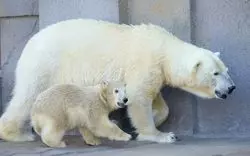 【家族・カップル必見】子供も大人も楽しめる「札幌市円山動物園」
