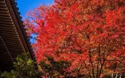 【高尾山】2025年秋の紅葉狩り！基本情報とおすすめスポット7選