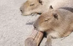「市川市動植物園」動物とのふれあいが楽しめる動物園を徹底解剖！