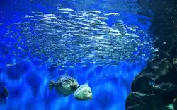 広島で人気の「マリホ水族館」！知っておきたい情報と魅力をお届け♡