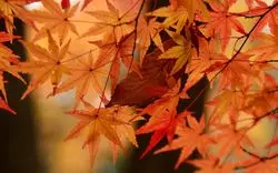 【2025】千葉にある紅葉の名所7選！見頃や穴場スポットを解説