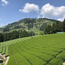 静岡の大自然をドライブ♪世界遺産の茶畑でデジタルデトックスな1日