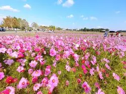 【兵庫県】ピンクのじゅうたん！秋はコスモス畑で癒されよう♪