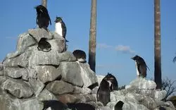 【京急油壺マリンパーク】カワウソが可愛い水族館！魅力をご紹介♪